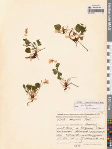 Viola sacchalinensis H.Boissieu, Siberia, Chukotka & Kamchatka (S7) (Russia)