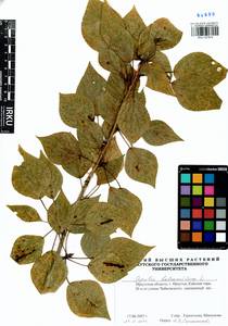 Populus balsamifera, Siberia, Baikal & Transbaikal region (S4) (Russia)