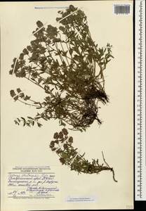 Thymus pastoralis Iljin, Caucasus, Stavropol Krai, Karachay-Cherkessia & Kabardino-Balkaria (K1b) (Russia)