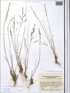 Puccinellia, Middle Asia, Caspian Ustyurt & Northern Aralia (M8) (Kazakhstan)