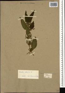 Urtica dioica L., Caucasus, Georgia (K4) (Georgia)