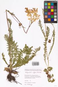 Filipendula vulgaris Moench, Eastern Europe, Lower Volga region (E9) (Russia)