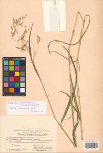 Bromus pumpellianus Scribn., Siberia, Russian Far East (S6) (Russia)