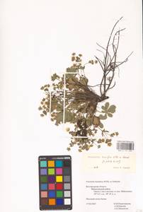 Potentilla humifusa Willd. ex D. F. K. Schltdl., Eastern Europe, Central forest-and-steppe region (E6) (Russia)