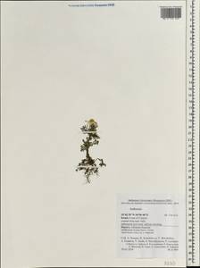 Anthemis, South Asia, South Asia (Asia outside ex-Soviet states and Mongolia) (ASIA) (Israel)