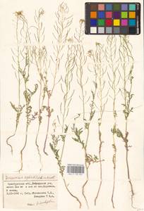 Descurainia sophia (L.) Webb ex Prantl, Eastern Europe, Eastern region (E10) (Russia)