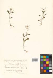 Cardamine scutata Thunb., Siberia, Russian Far East (S6) (Russia)