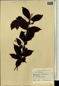 Dioscorea, Africa (AFR) (Guinea)