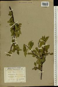 Prunus fruticosa Pall., Eastern Europe, North Ukrainian region (E11) (Ukraine)