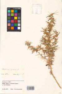 Xanthium spinosum L., Eastern Europe, Lower Volga region (E9) (Russia)