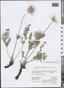 Pulsatilla, Siberia, Altai & Sayany Mountains (S2) (Russia)