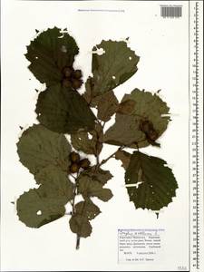 Corylus avellana L., Caucasus, Stavropol Krai, Karachay-Cherkessia & Kabardino-Balkaria (K1b) (Russia)