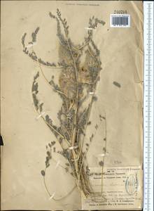 Astragalus alopecias Pall., Middle Asia, Syr-Darian deserts & Kyzylkum (M7) (Uzbekistan)