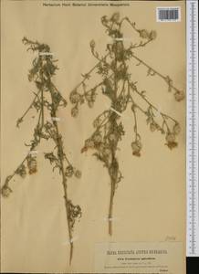 Centaurea splendens L., Western Europe (EUR) (Italy)