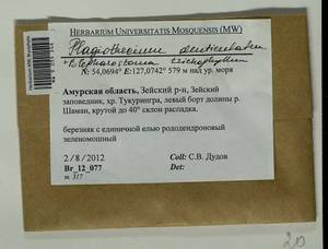 Plagiothecium denticulatum (Hedw.) Schimp., Bryophytes, Bryophytes - Russian Far East (excl. Chukotka & Kamchatka) (B20) (Russia)