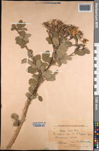 Rosa laxa Retz., Middle Asia, Northern & Central Kazakhstan (M10) (Kazakhstan)