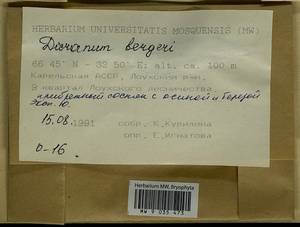 Dicranum undulatum Schrad. ex Brid., Bryophytes, Bryophytes - Karelia, Leningrad & Murmansk Oblasts (B4) (Russia)