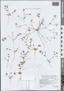 Polycarpaea spicata Arn., South Asia, South Asia (Asia outside ex-Soviet states and Mongolia) (ASIA) (Yemen)