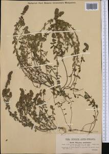 Thymus pulegioides subsp. montanus (Trevir.) Ronniger, Western Europe (EUR) (Romania)