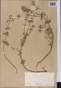 Ziziphora vichodceviana Tkatsch. ex Tulyag., Middle Asia, Northern & Central Tian Shan (M4) (Kazakhstan)