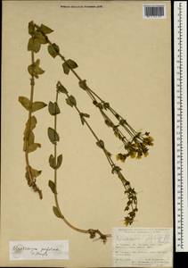Blackstonia perfoliata, South Asia, South Asia (Asia outside ex-Soviet states and Mongolia) (ASIA) (Turkey)