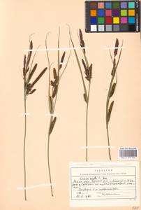 Carex acuta L., Eastern Europe, Moscow region (E4a) (Russia)