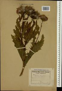 Cirsium pubigerum (Desf.) DC., Caucasus, Armenia (K5) (Armenia)