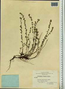 Artemisia frigida Willd., Siberia, Altai & Sayany Mountains (S2) (Russia)