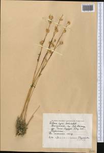 Silene cyri Schischk., Middle Asia, Caspian Ustyurt & Northern Aralia (M8) (Kazakhstan)