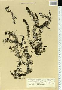 Utricularia ×australis R. Br., Eastern Europe, Moscow region (E4a) (Russia)