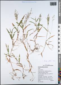 Isachne globosa (Thunb.) Kuntze, South Asia, South Asia (Asia outside ex-Soviet states and Mongolia) (ASIA) (India)