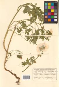 Malva moschata L., Siberia, Russian Far East (S6) (Russia)