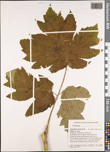 Heracleum dissectum Ledeb., South Asia, South Asia (Asia outside ex-Soviet states and Mongolia) (ASIA) (China)