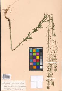 Camelina microcarpa Andrz. ex DC., Eastern Europe, Moscow region (E4a) (Russia)