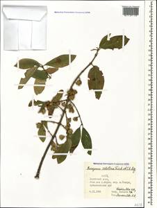 Euonymus velutinus (C. A. Mey.) Fisch. & C. A. Mey., Caucasus, Azerbaijan (K6) (Azerbaijan)