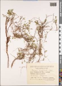 Thymus kirgisorum Dubj., Eastern Europe, Lower Volga region (E9) (Russia)