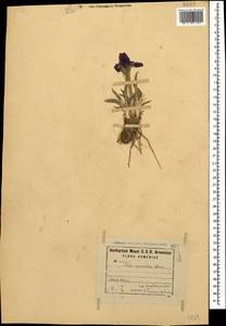 Iris pumila L., Caucasus, Armenia (K5) (Armenia)