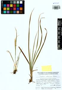 Trisetum altaicum Roshev., Siberia, Baikal & Transbaikal region (S4) (Russia)