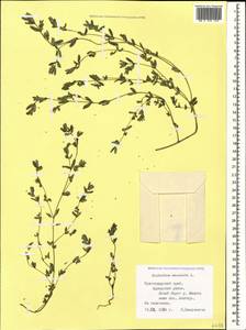 Euphorbia maculata L., Caucasus, Black Sea Shore (from Novorossiysk to Adler) (K3) (Russia)