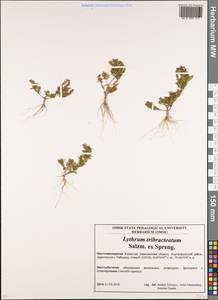 Lythrum tribracteatum Spreng., Middle Asia, Northern & Central Kazakhstan (M10) (Kazakhstan)