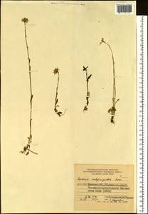 Tephroseris subfrigida (Kom.) Holub, Siberia, Chukotka & Kamchatka (S7) (Russia)