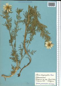 Adonis chrysocyatha Hook. fil. & Thomson, Middle Asia, Pamir & Pamiro-Alai (M2) (Tajikistan)