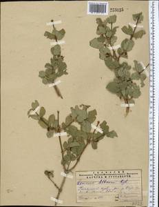 Lonicera altmannii Regel & Schmalh., Middle Asia, Pamir & Pamiro-Alai (M2) (Uzbekistan)