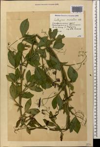 Lathyrus miniatus M.Bieb. ex Steven, Caucasus, Stavropol Krai, Karachay-Cherkessia & Kabardino-Balkaria (K1b) (Russia)