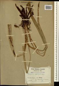 Eremurus spectabilis M.Bieb., nom. cons., Caucasus, Armenia (K5) (Armenia)