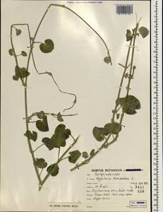Pergularia tomentosa L., South Asia, South Asia (Asia outside ex-Soviet states and Mongolia) (ASIA) (Iran)
