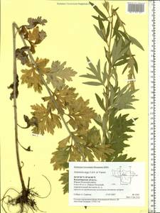 Artemisia argyi H. Lév. & Vaniot, Eastern Europe, Central region (E4) (Russia)