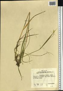 Elymus dahuricus Turcz. ex Griseb., Siberia, Russian Far East (S6) (Russia)