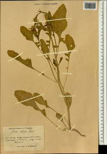 Eruca vesicaria subsp. sativa (Mill.) Thell., South Asia, South Asia (Asia outside ex-Soviet states and Mongolia) (ASIA) (China)