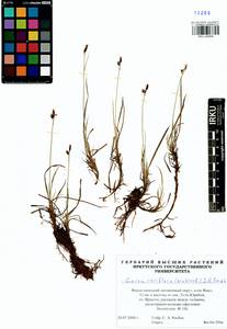 Carex rariflora (Wahlenb.) Sm., Siberia, Western Siberia (S1) (Russia)